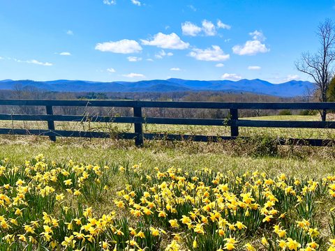 Yellow daffodils along a black board fence with mountains and blue sky beyond