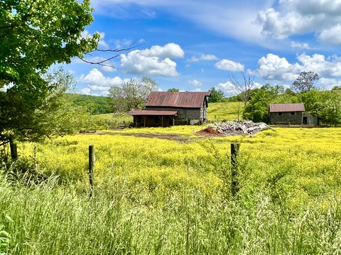 Two old barns beyond a field of yellow wildflowers under a blue sky with white clouds