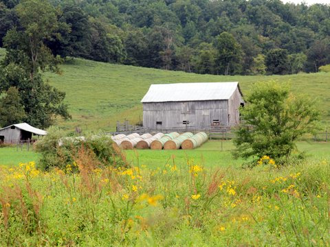 Gray barn and a row of wrapped hay bales below a wooded hillside, with wildflowers in front