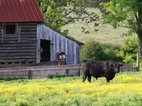 Black cow grazing beside a weathered barn with yellow wildflowers